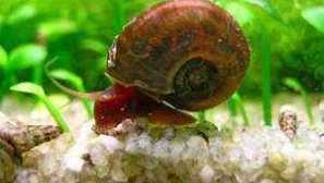 Jak může šneci v akváriu?